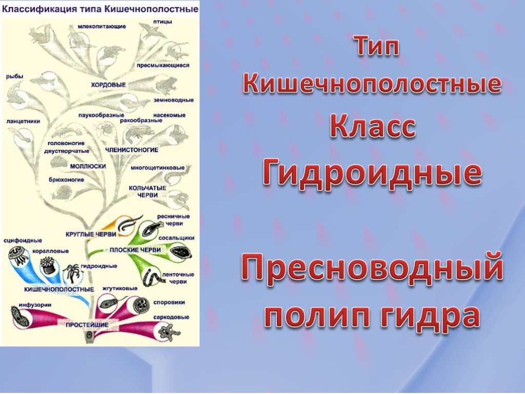 Как зайти на гидру через тор браузер